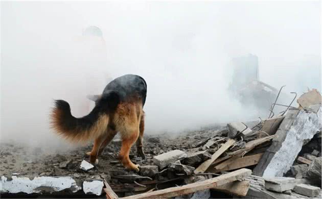 向它们致敬！那些参加过汶川地震的搜救犬们