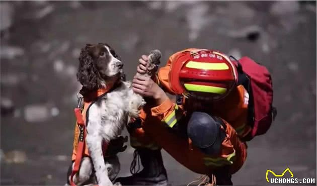 向它们致敬！那些参加过汶川地震的搜救犬们