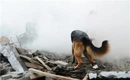 向它们致敬！那些参加过汶川地震的搜救犬们