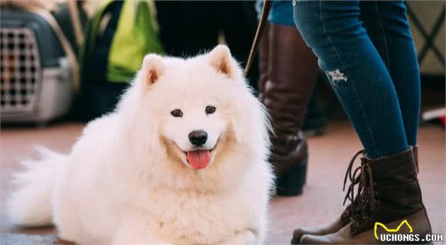 “忽悠”我买萨摩耶犬的人，你们把我害苦了