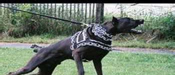 优秀护卫犬-番兽