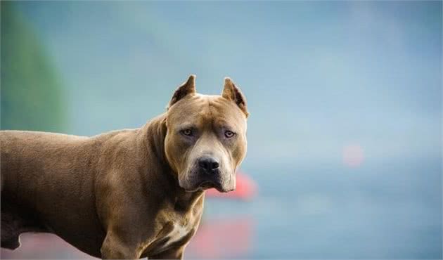 全球众多国家都禁止饲养的10类犬种