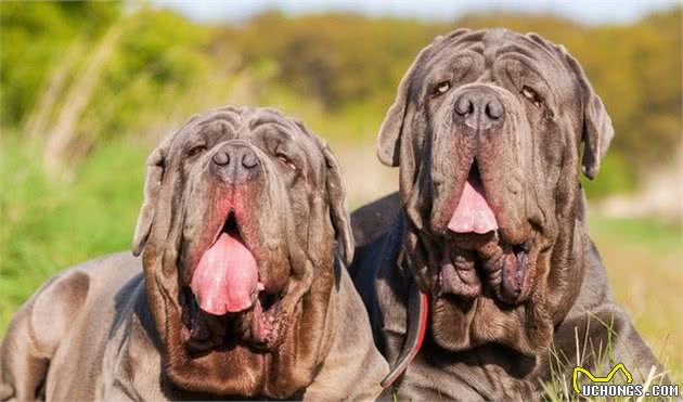 全球众多国家都禁止饲养的10类犬种