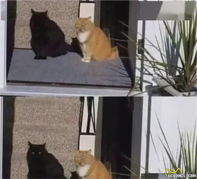 养只黑猫是种怎样的体验？铲屎官还请擦亮眼睛，否则容易出现幻觉