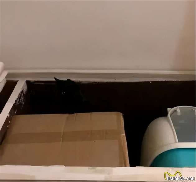 养只黑猫是种怎样的体验？铲屎官还请擦亮眼睛，否则容易出现幻觉