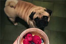 巴哥犬不吃狗粮，大多是因为你对它太有爱了