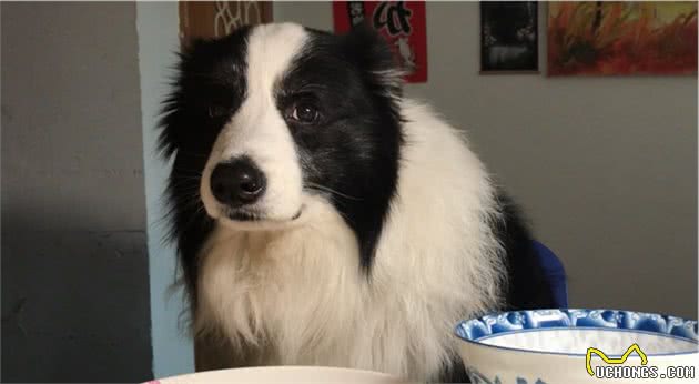 如果可以，今生一定要养只边境牧羊犬