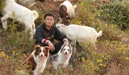 如果可以，今生一定要养只边境牧羊犬