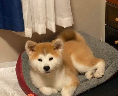 公犬生殖系统有哪些常见病？