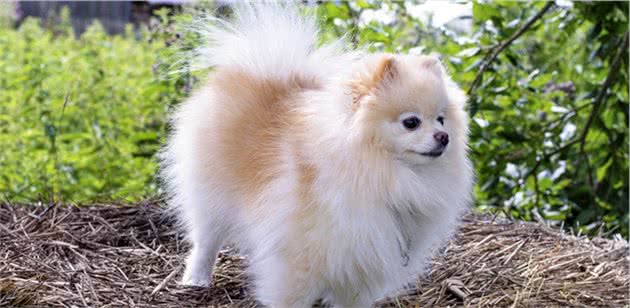 冬天饲养“博美犬”，最做不得的几件事，你做了没？