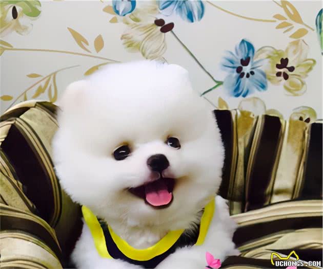 冬天饲养“博美犬”，最做不得的几件事，你做了没？
