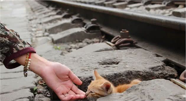 门外跑来一只流浪猫，要不要养？普通家庭的我们，能养得住它么