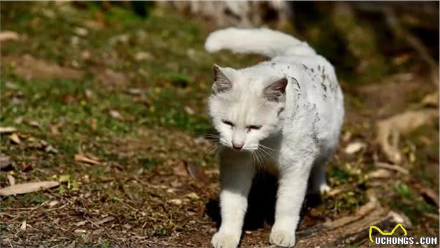 门外跑来一只流浪猫，要不要养？普通家庭的我们，能养得住它么