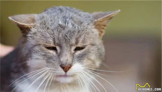 门外跑来一只流浪猫，要不要养？普通家庭的我们，能养得住它么