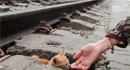 门外跑来一只流浪猫，要不要养？普通家庭的我们，能养得住它么