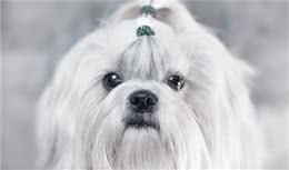 狗狗总是喜欢舔人除了爱你之外其实还想告诉你这4件事