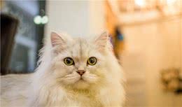 金吉拉猫认主人的吗？为什么金吉拉脾气大