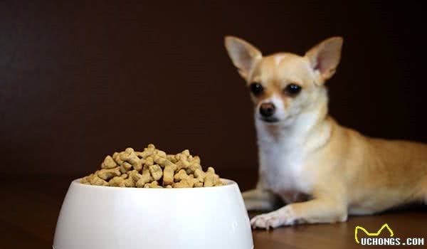 整天担心狗狗食物过敏，但哪些症状才是代表着，狗狗对食物过敏？