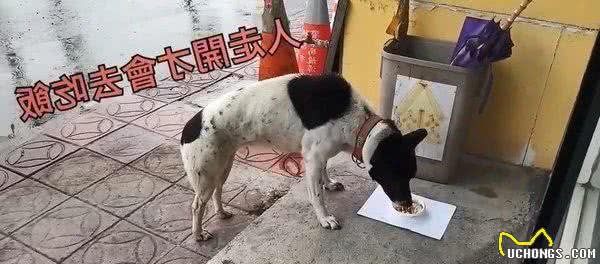 目睹宠物狗被追咬！正义浪浪出手救援他被暖到：现在都来店里吃