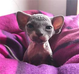 没有毛的喵星人可爱又独特的无毛猫