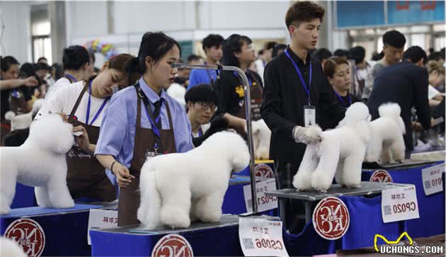 宠物美容师大赛狗狗被精心打扮的萌态十足