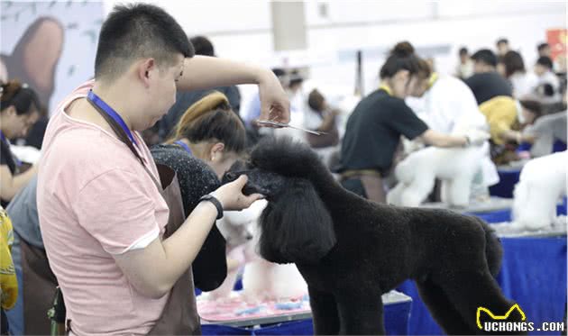 宠物美容师大赛狗狗被精心打扮的萌态十足