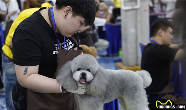 宠物美容师大赛狗狗被精心打扮的萌态十足