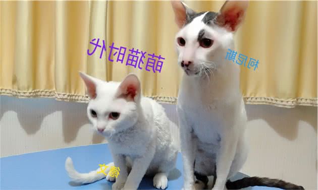 我家柯尼斯和德文有话说，听完它们的对话会不会有想养一只呢？