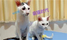 我家柯尼斯和德文有话说，听完它们的对话会不会有想养一只呢？