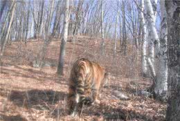 又一农村猛犬被东北虎秒杀，猛兽下山，为何总是狗遭殃？