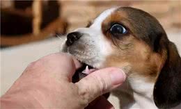 狗狗喜欢咬你手有6种含义，你是它的人只是其一