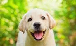 为什么夏天来了狗狗频繁挠痒痒？原来是铲屎官好心办坏事！