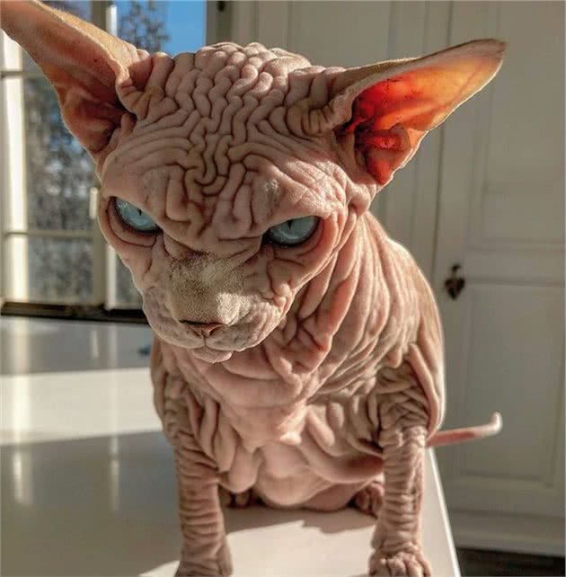 这只无毛猫被网友成为最霸气的喵星人，有的人却被它的长相吓坏了