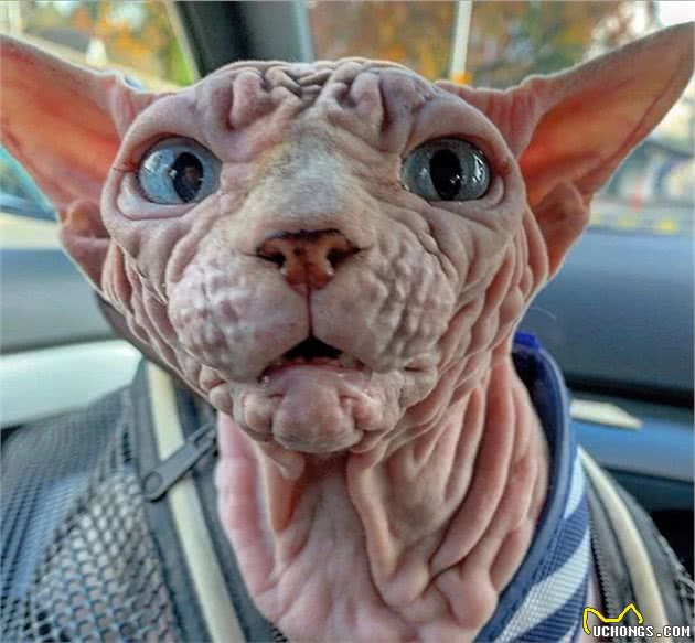 这只无毛猫被网友成为最霸气的喵星人，有的人却被它的长相吓坏了