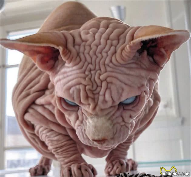 这只无毛猫被网友成为最霸气的喵星人，有的人却被它的长相吓坏了
