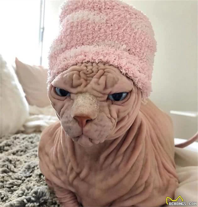 这只无毛猫被网友成为最霸气的喵星人，有的人却被它的长相吓坏了