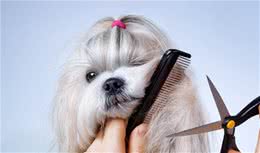 狗狗毛发浓密柔顺亮泽的六大诀窍