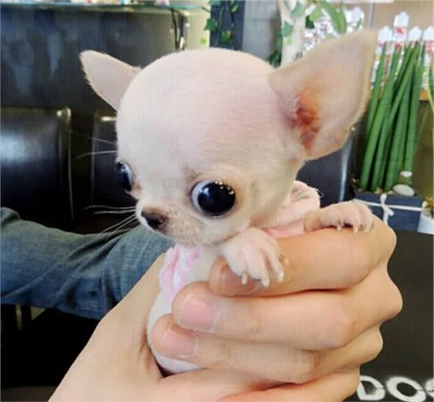 适合女孩子养的小型犬榜单，蝴蝶犬也上榜？