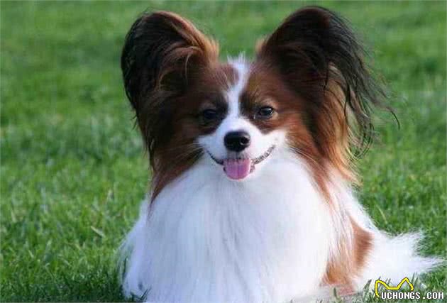 适合女孩子养的小型犬榜单，蝴蝶犬也上榜？