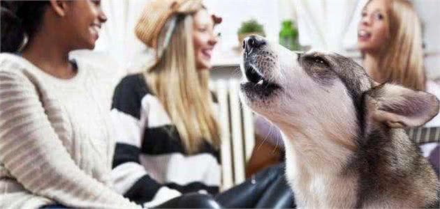 养狗不遛狗的7大后果，狗狗一天内需要遛多少次？