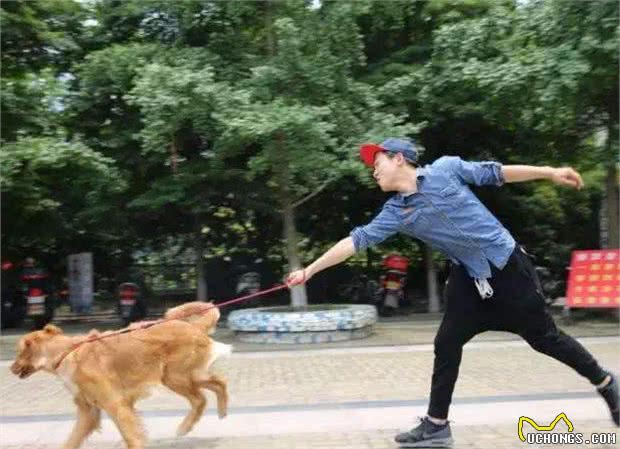 养狗不遛狗的7大后果，狗狗一天内需要遛多少次？
