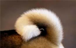 一条狗有这几个特征，说明可以“旺”家