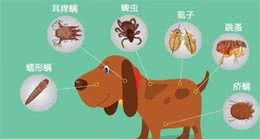 什么样的驱虫药帮狗狗驱虫？最容易出现的寄生虫有哪些？