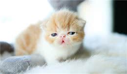 小猫翻肠是咋回事，怎么做才是对的呢