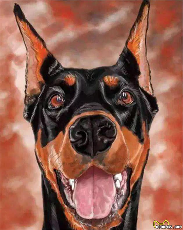 冬天最怕冷的几种狗狗，你家爱犬上榜了吗？