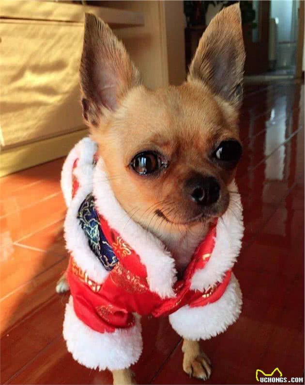 冬天最怕冷的几种狗狗，你家爱犬上榜了吗？