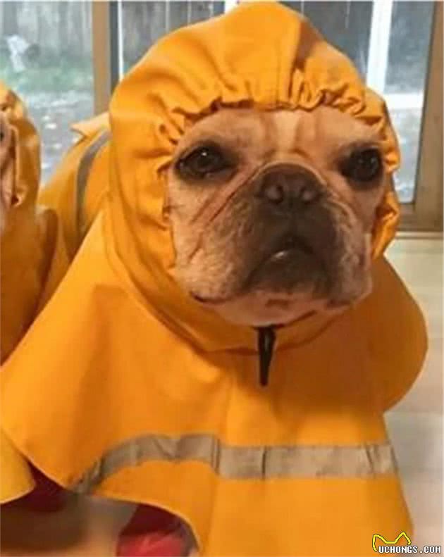 冬天最怕冷的几种狗狗，你家爱犬上榜了吗？