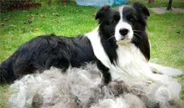 家里养了宠物后，到处都是宠物毛该咋办？这5个方法可以帮到你