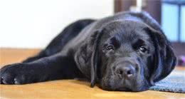 狗狗腿瘸抬不起脚