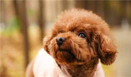泰迪犬虽萌但太难养？饲养和训练的方法全在这里了，铲屎官学起来